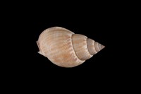 藏品(素面織紋螺)的圖片